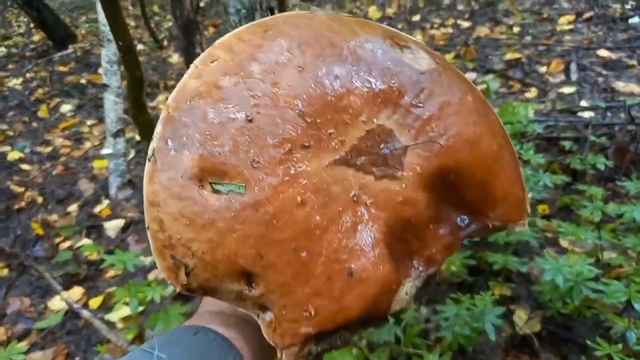 Дождь идет, большие грибы продолжают расти. Повсюду скважины.