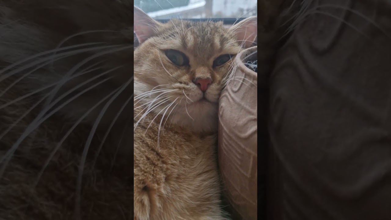 #cat #youtubefeed #colonelkkjϟ #cute #kitten #funny #animals