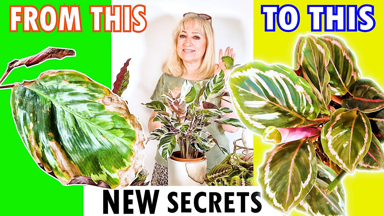 Calathea 101 SURVIVAL | Prayer Plants SECRETS to THRIVING SUCCESS | Complete Care Guide
