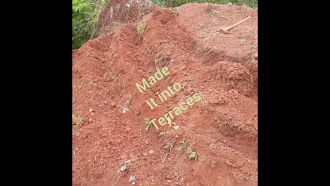 See how I planted in a sloppy topography 