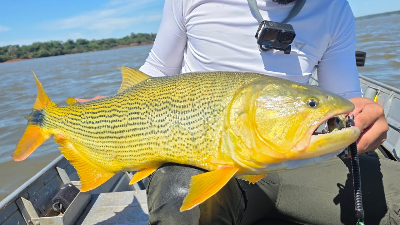 Pescaria de dourados em garruchos rs