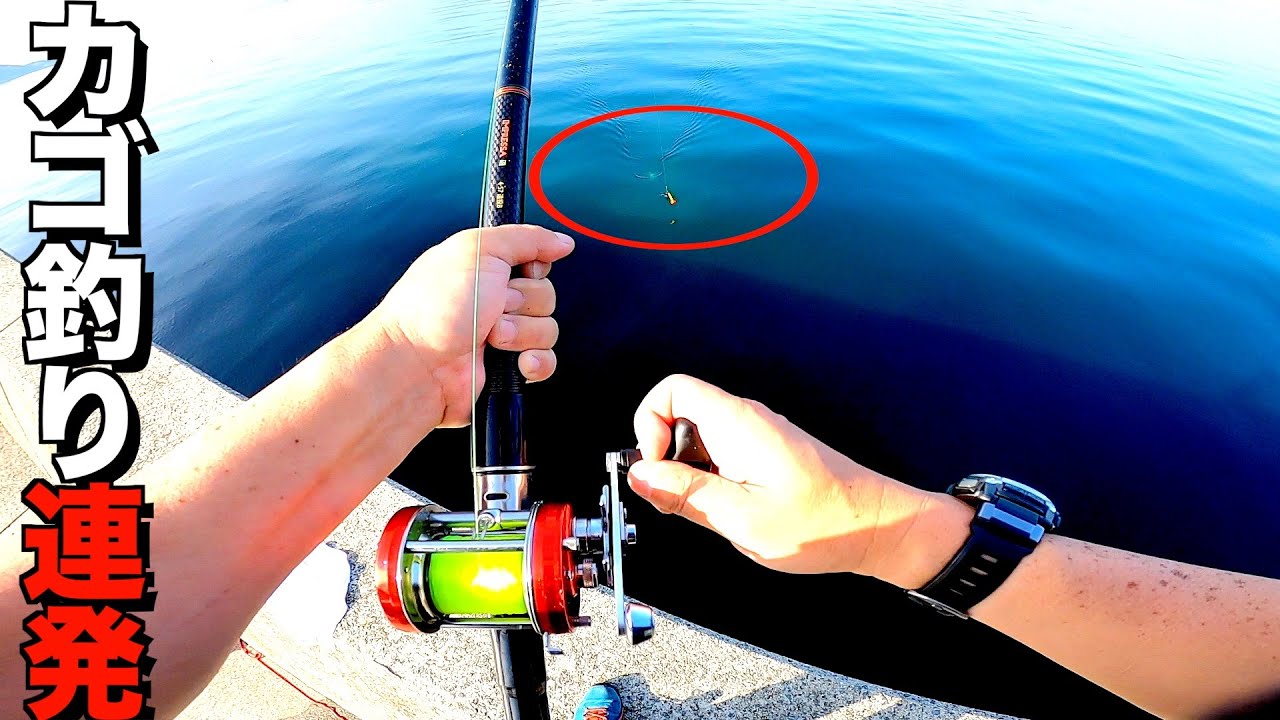 なんでも釣れるカゴ釣り仕掛けと真鯛のウキスポ3連発