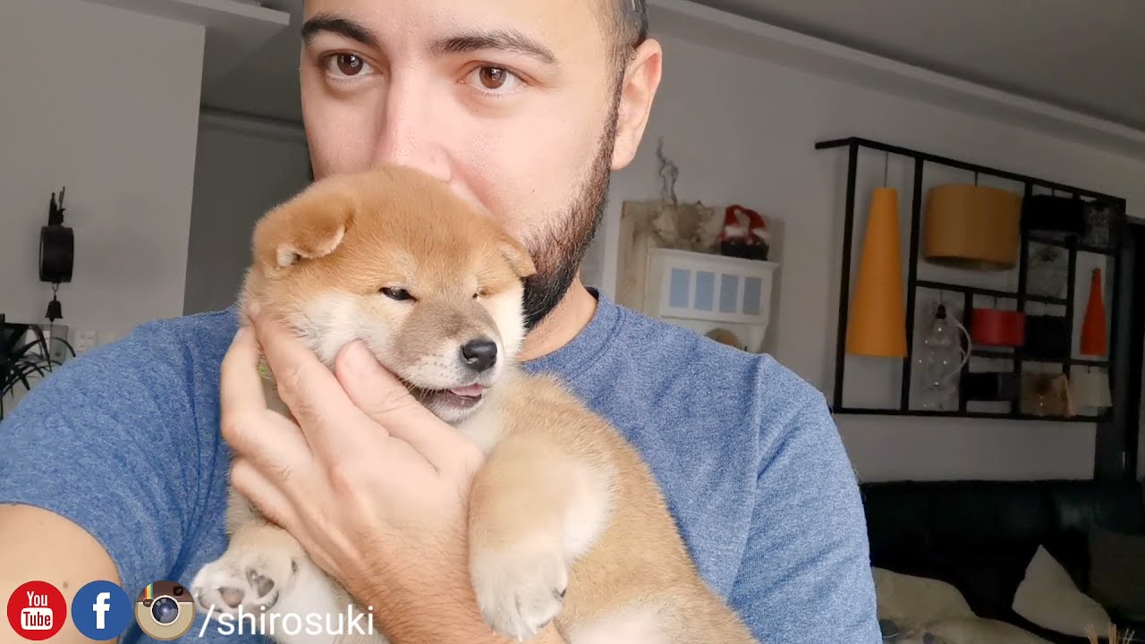How many yawns can you count? Shiba Inu Puppy