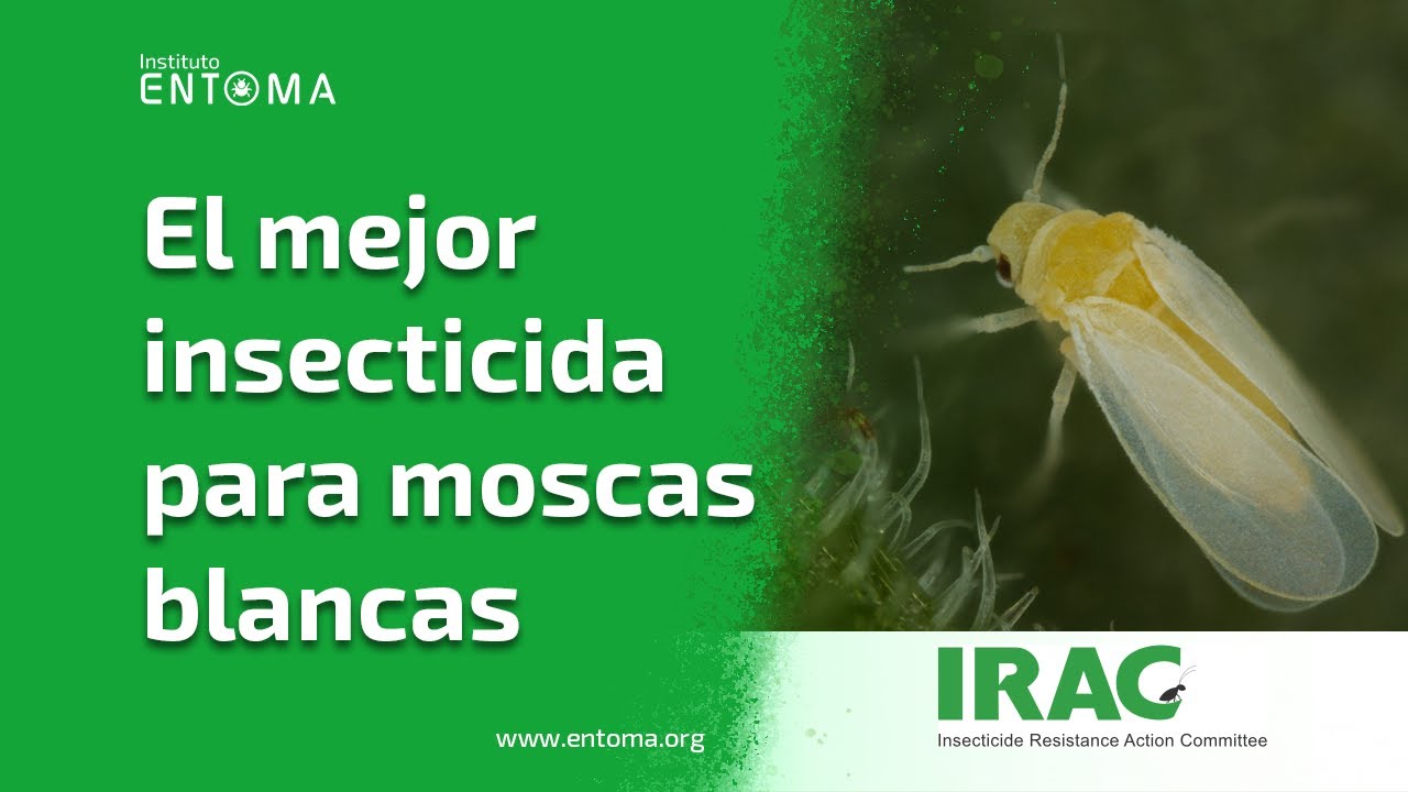 👨🏻‍🏫 ¿Cuál es el MEJOR insecticida para controlar MOSCAS BLANCAS - VideoBLOG ENTOMA 📚📝