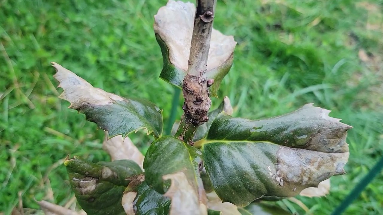 Inkberry Holly (ilex glabra) and Holly Tree Collection Update