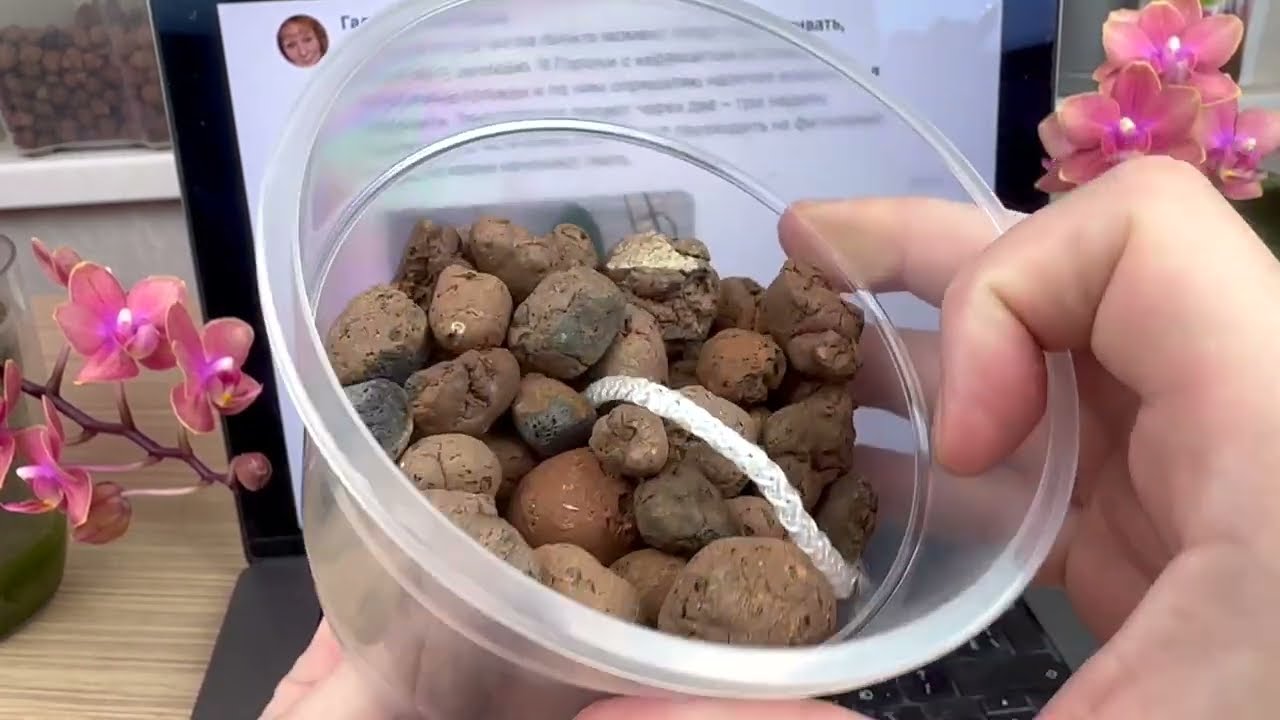 гниют корни орхидей 2 ГЛАВНЫЕ ПРИЧИНЫ : орхидеи в керамзите на фитильном поливе