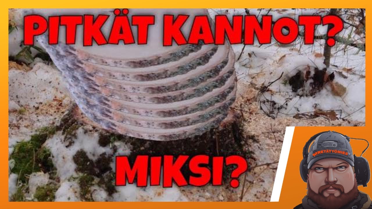 VASTAUS Miksi pitkään kantoon? katotaan kannot ja selitys. Husqvarna 435 #polttopuu  #husqvarna