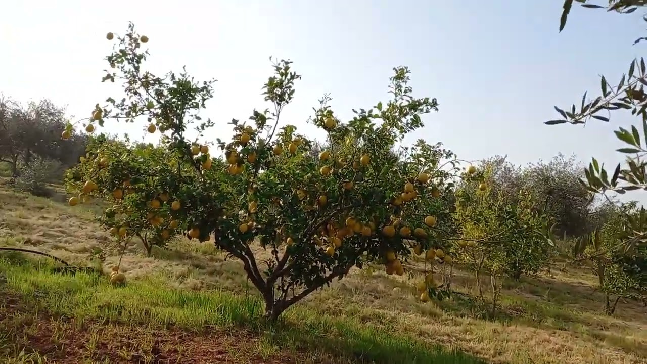 Amazing 700 olive  tree's  🎄.Farm tour cyprus