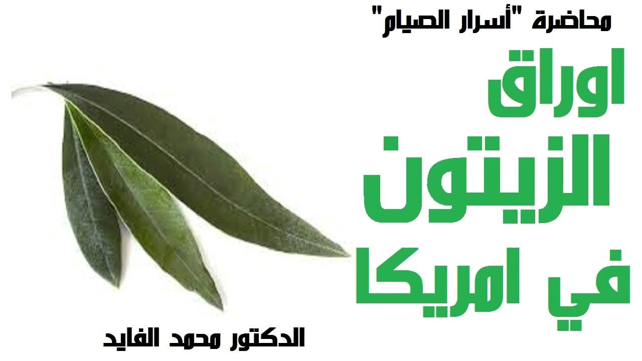 اوراق الزيتون في امريكا  - الدكتور محمد الفايد Dr Mohamed Elfaid  - Olive Leafs
