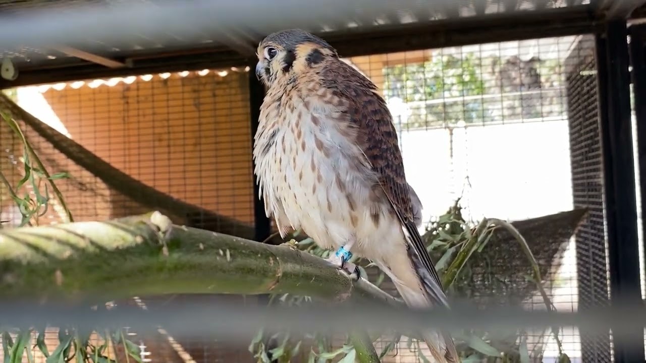 BUIN ZOO TE ACOMPAÑA EN CASA (La rehabilitación de los cernícalos)