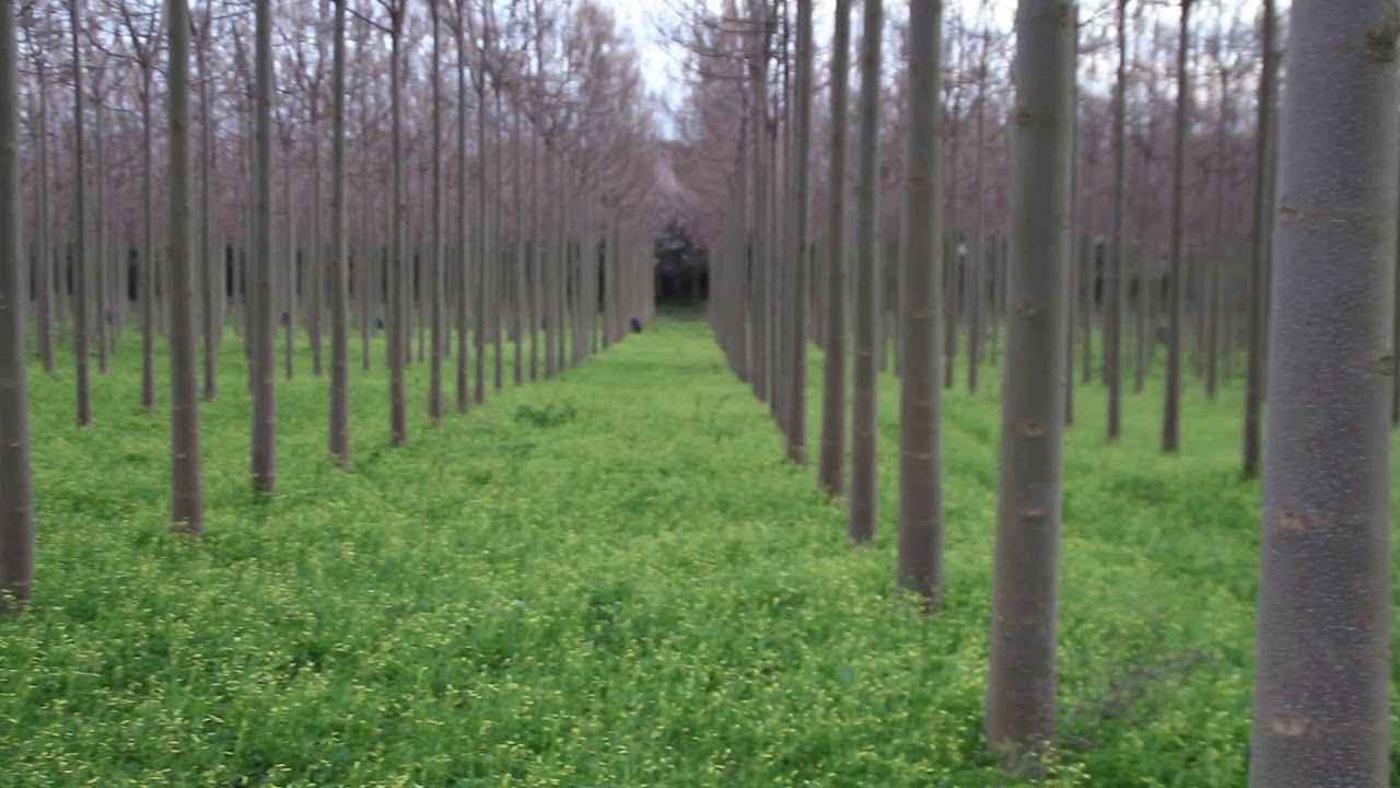 paulownia Cotevisa 2 good maintenance!