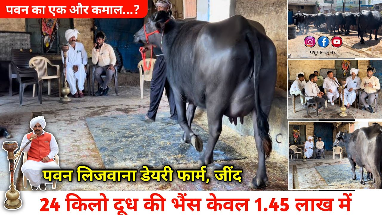 24 किलो दूध की भैंस केवल 1.45 लाख में || Pawan Lijwana Dairy Farm, Jind || पशुपालक मंच