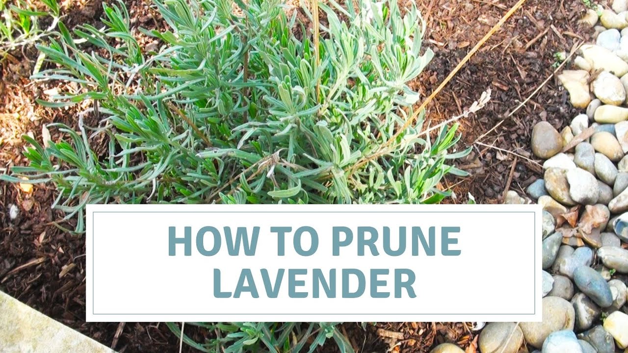 How To Prune Lavender And Avoid Leggy Plants