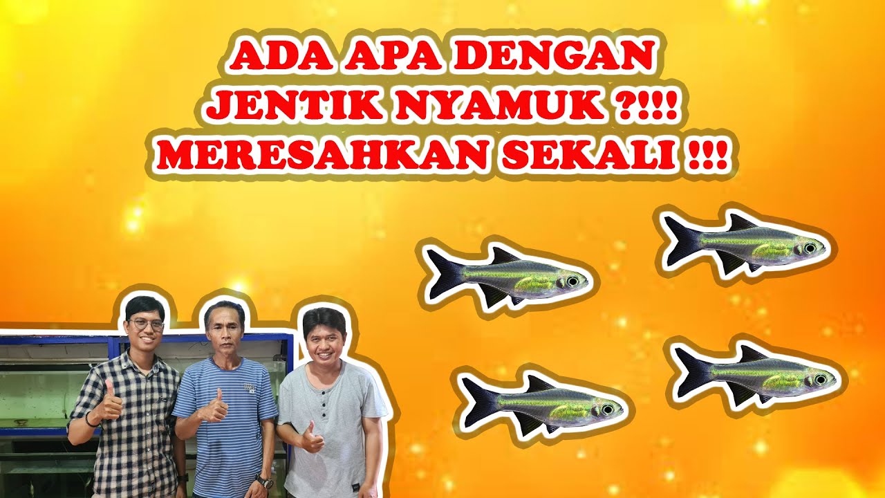 SHARING SEPUTAR PERMASALAHAN DALAM BUDIDAYA IKAN RASBORA ! MENGANALISA DAN MENCARI SOLUSI NYA !!!