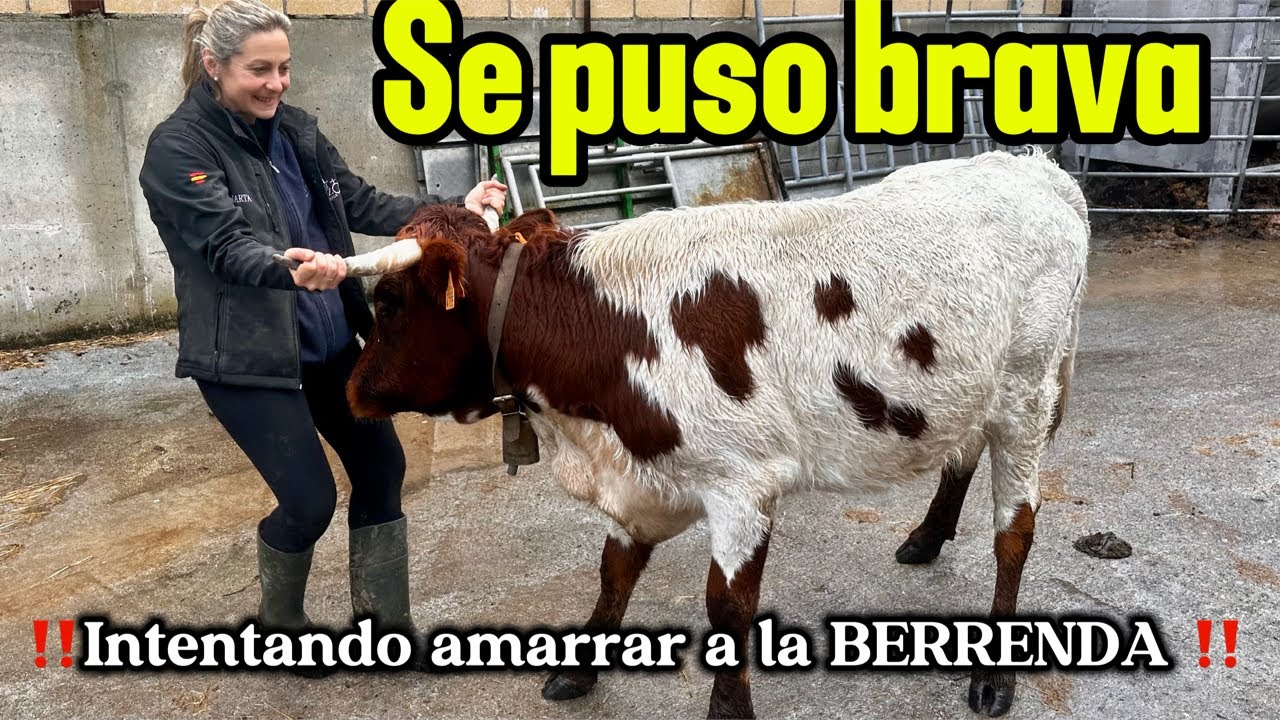 ‼ Se puso brava ‼‼️Intentando amarrar a la novilla BERRENDA‼️