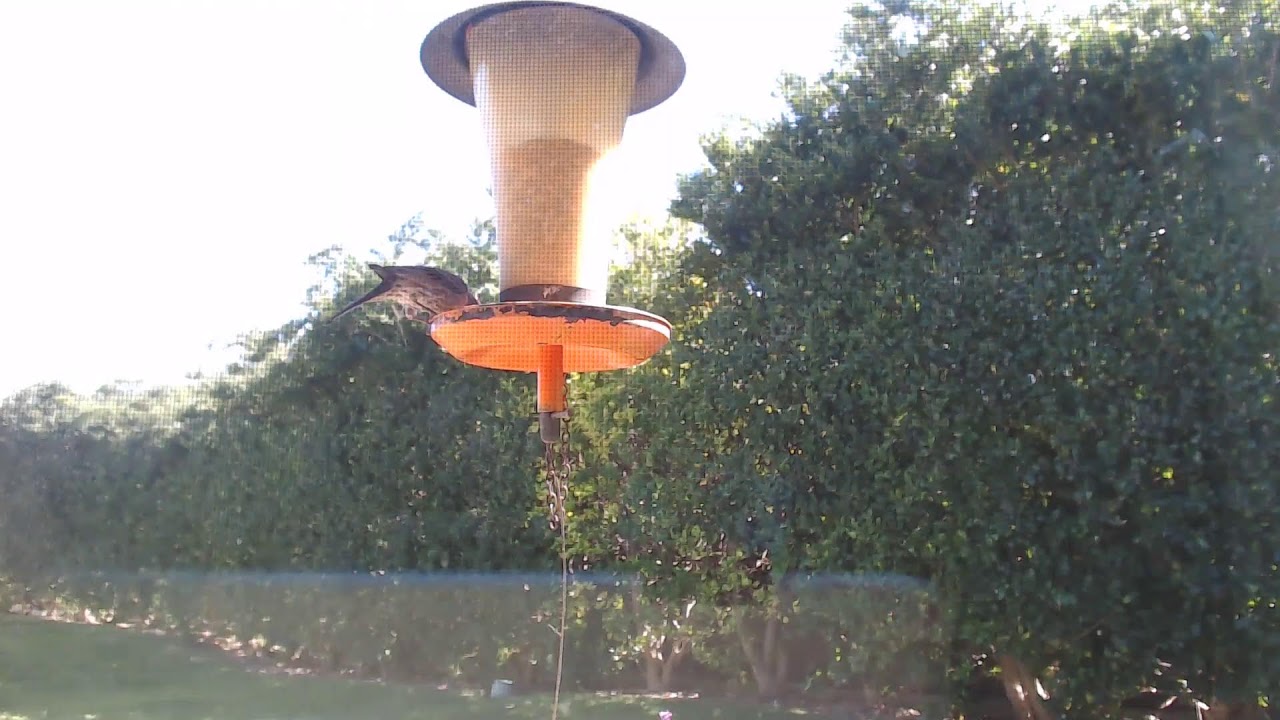 Watching the birds