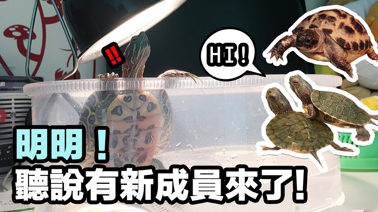 巴西龜和四趾陸龜寶寶介紹🐢|【小龜成長日記】