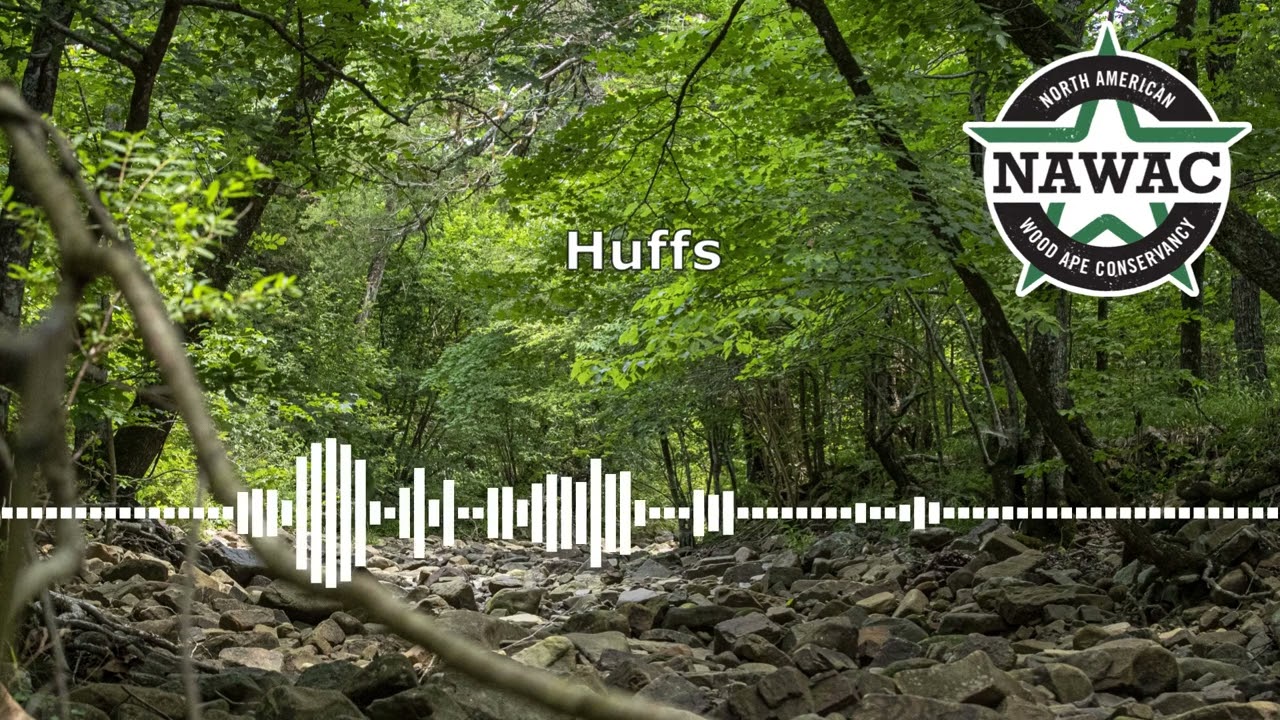 NAWAC Bigfoot/Sasquatch Audio Recordings: Whistle, huff, rock!
