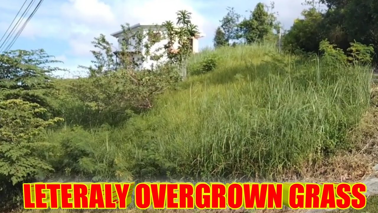 LETERALY OVERGROWN GRASS CUTTING/STHIL BRUSH CUTTER