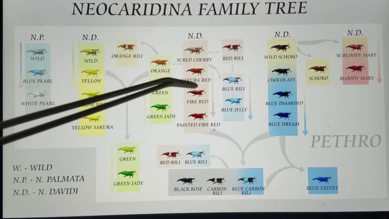 Ever-Evolving Neocaridina Shrimp Genetic History + How to Breed Cherry, Red Rili & Blue Dream Shrimp