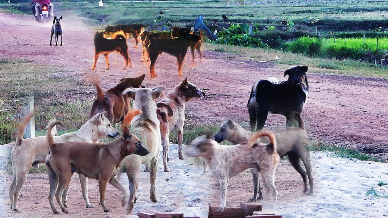 Supper best collecting all dog videos || # 333 Nature Show