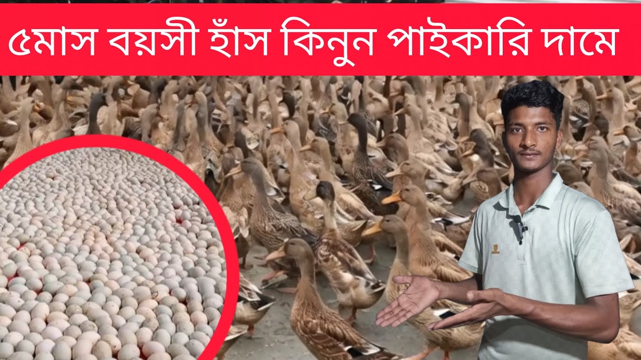 পাছ মাস বয়সী হাঁস কিনুন পাইকারি দামে #foryou #agriculture 