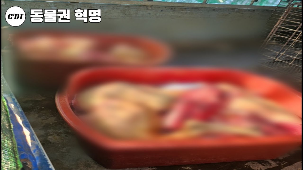 눈오는 날 집단 도살되는 개들. 끝까지 해봅시다! part2