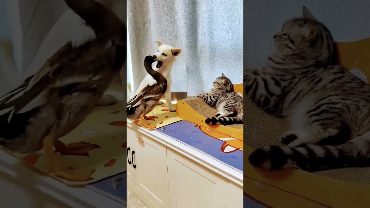 animals funny video 