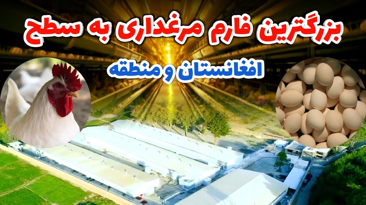 بزرگترین فارم مرغ داری به سطح افغانستان و منطقه در شهر کابل 😱