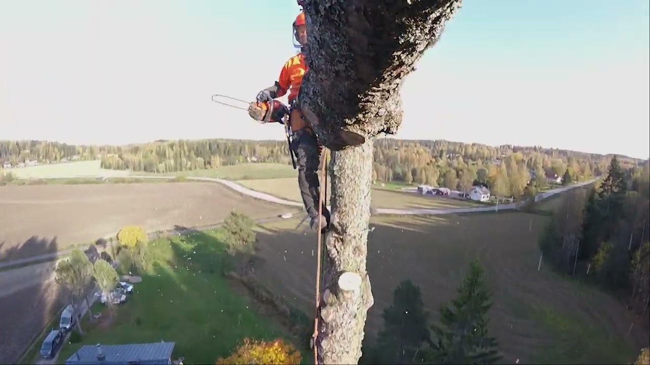 Kuusen kaato -  Spruce felling from 2020🧡