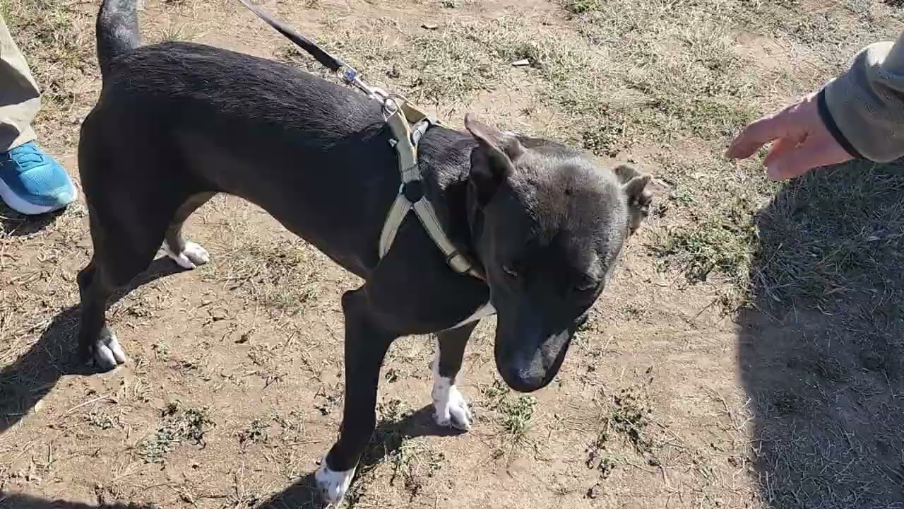 CCPAL dog Kai