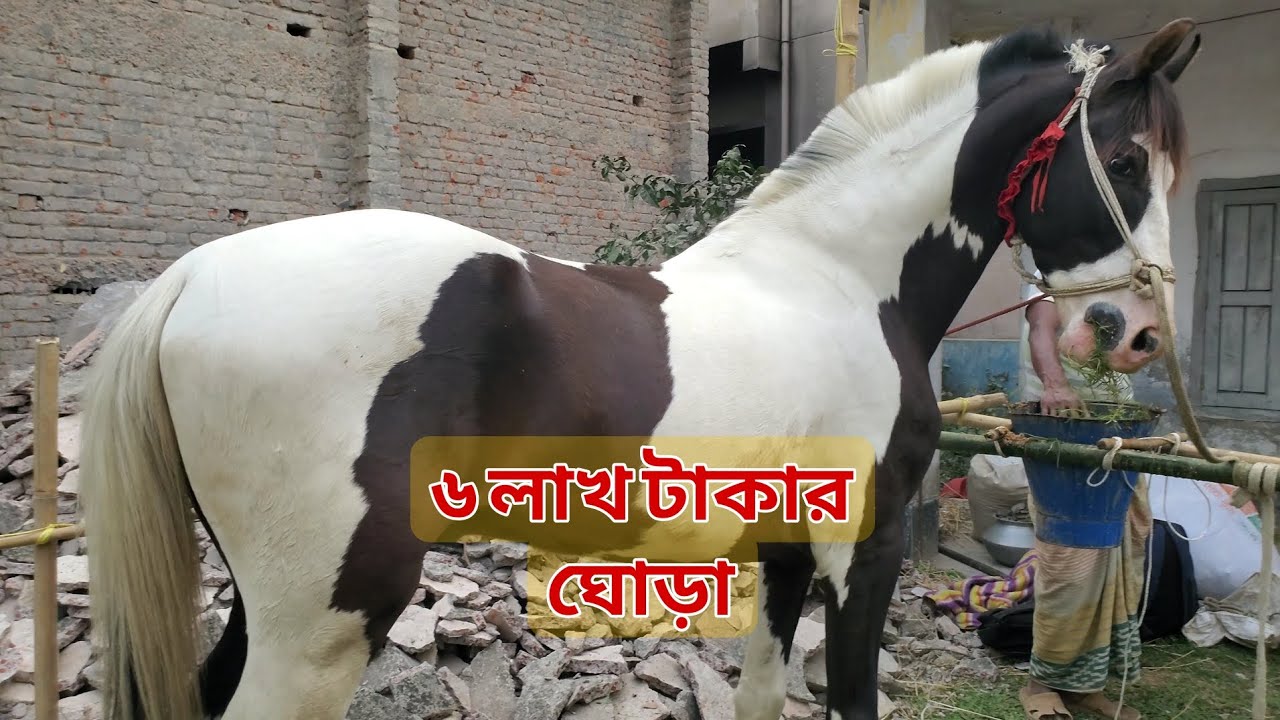অসাধারণ পাখরা ঘোড়া গুপিনাথের মেলায়।