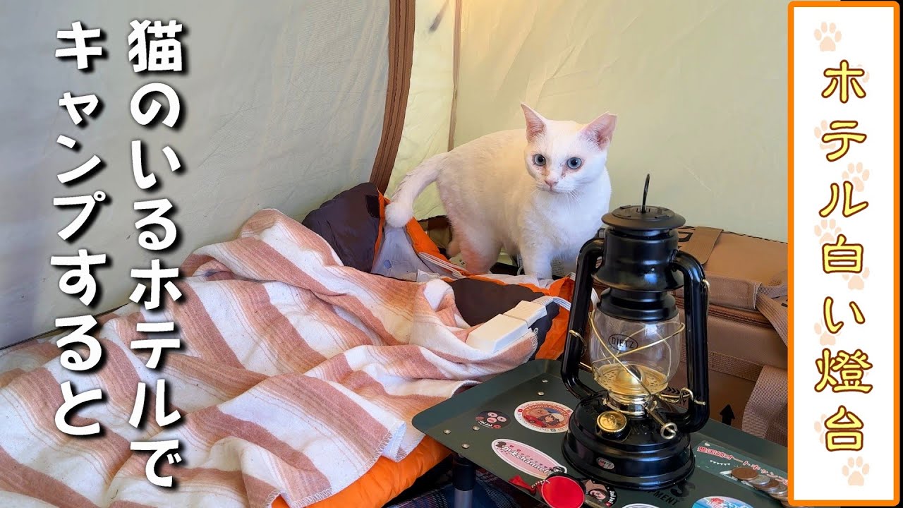 【看板猫がいる宿でキャンプ】保護猫48匹のホテルでキャンプしたらこうなりました／えびす洞温泉 ホテル白い燈台／徳島県美波町／Tokushima-Cat Hotel WhiteLight House