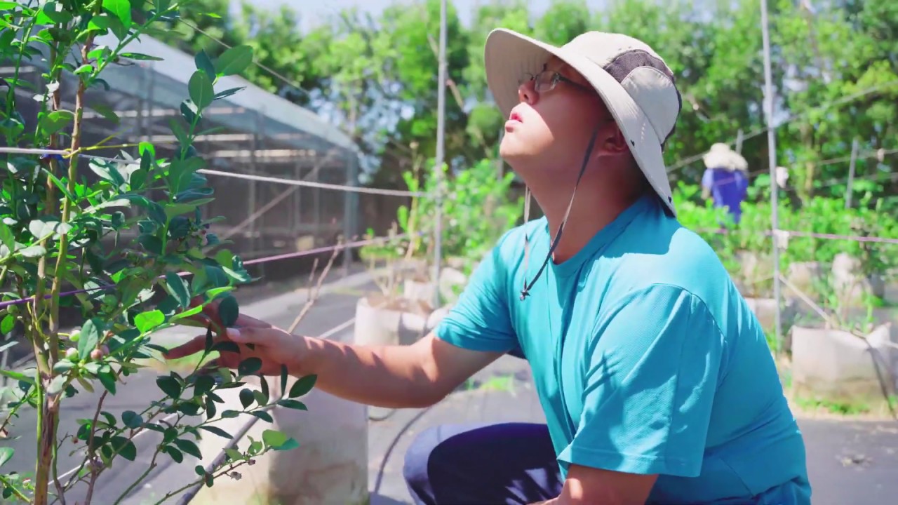 台灣花卉藍莓篇 2020
