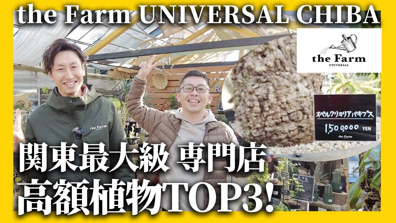 【the Farm CHIBAコラボ】関東最大級専門店の高額植物TOP3をご紹介！