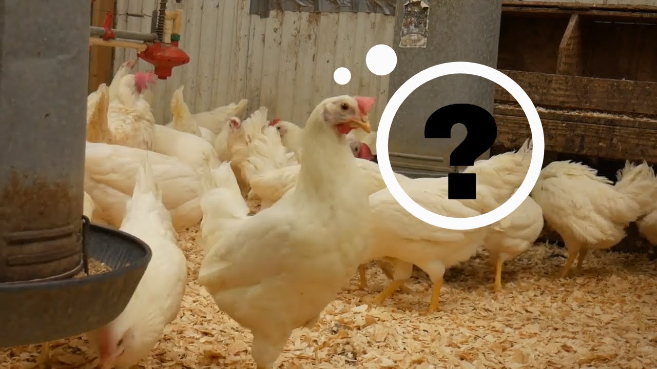 Why The Egg Industry Uses White Leghorns