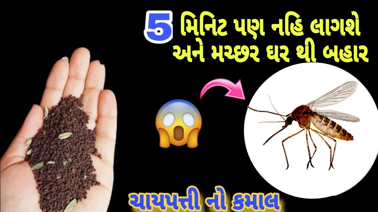 આ ઉપાય કર્યા પછી ઘર માં ક્યારેય મચ્છર નહિ આવે😱get rid of mosquito/machhar bhagane ka tarika