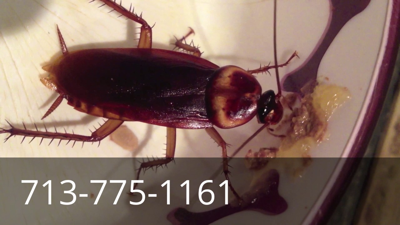 Pest Control Animal Trapping Termite Ant and Bedbug Exterminator Cypress Tx