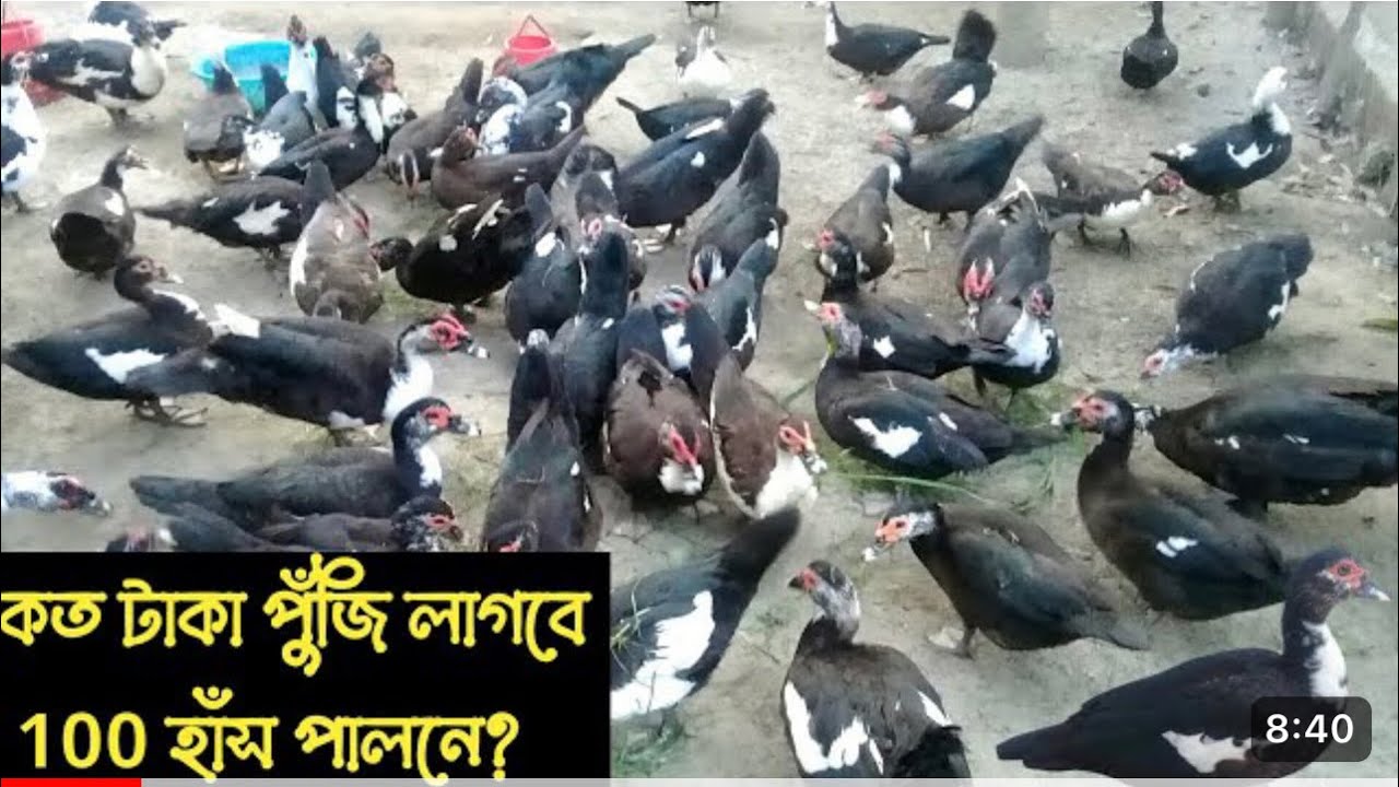 ১০০ চিনা হাঁসপালনে কত টাকা পুঁজি লাগবে চিনা হাঁসের খামার রাজহাঁস ও চীনা হাঁস পালন 29 May, 2023