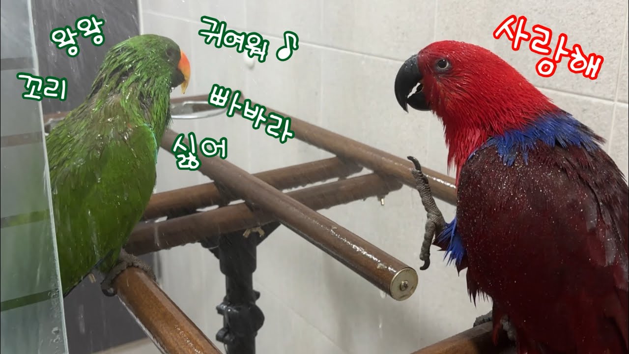 [지구젤리/쫑알] 쫑알거림을 곁들인 평범한 목욕시간🚿