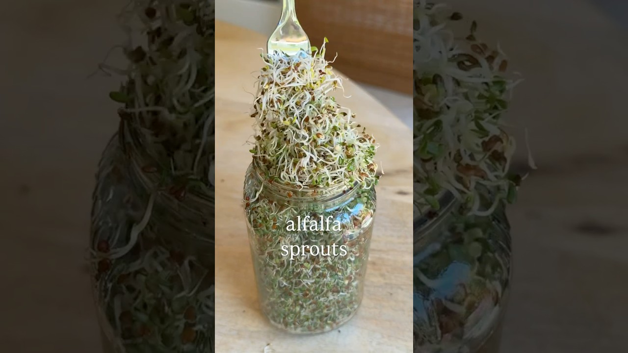Как приготовить ростки люцерны всего за 0,25 доллара за баночку (113 г)!