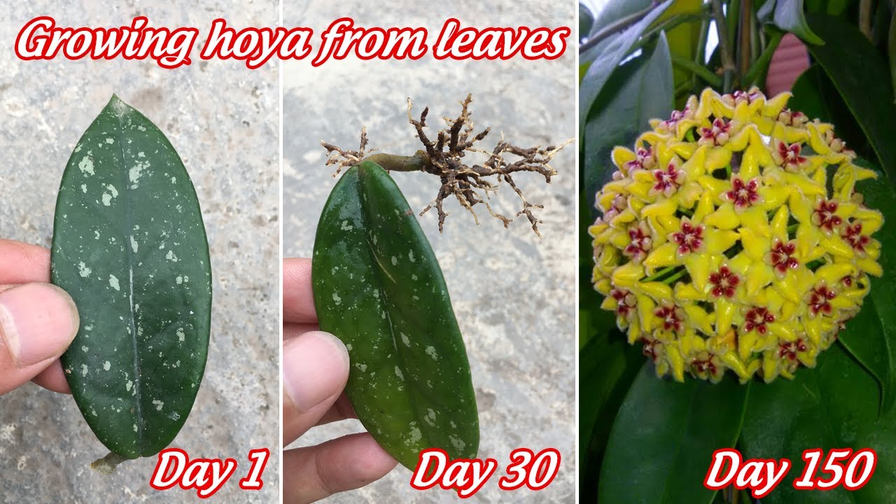 How to grow hoya from leaves | growing hoya from cuttings | propagate hoya from leaves