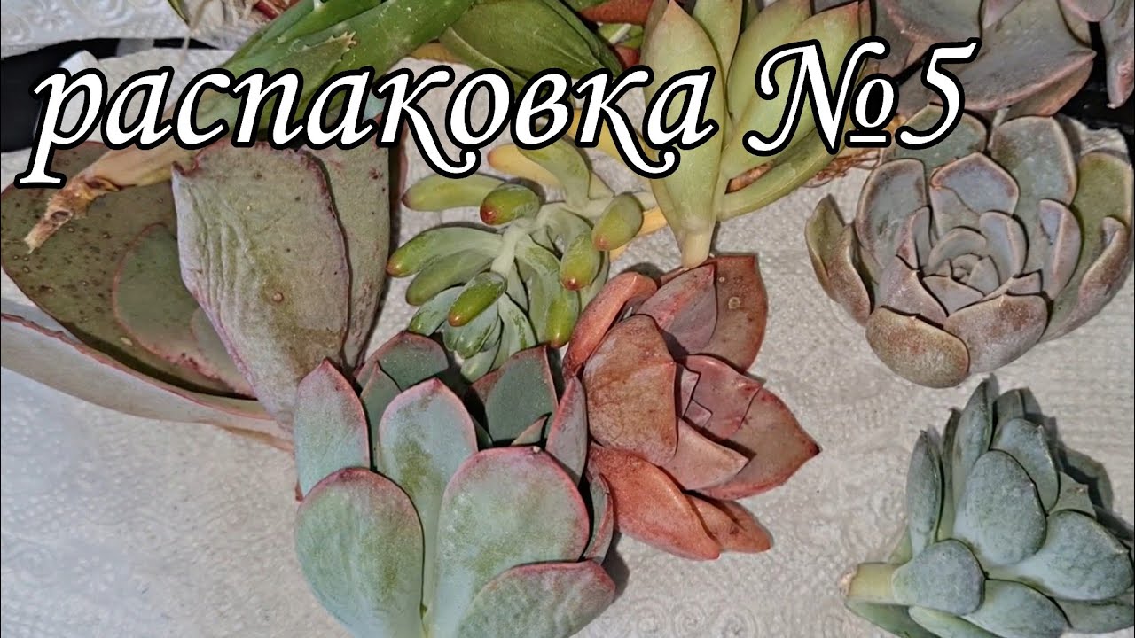распаковка №5. посылка с суккулентами #succulent