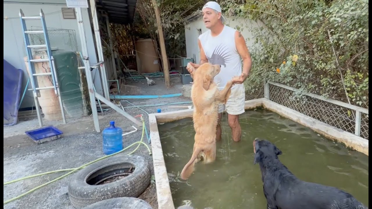 Perrito es el rey y balilando un waltz