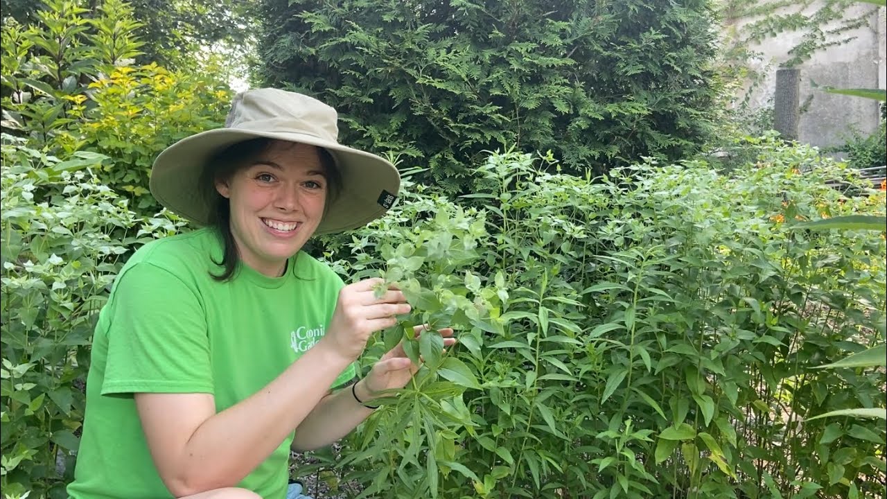 Why You Should Plant Blunt Mountainmint