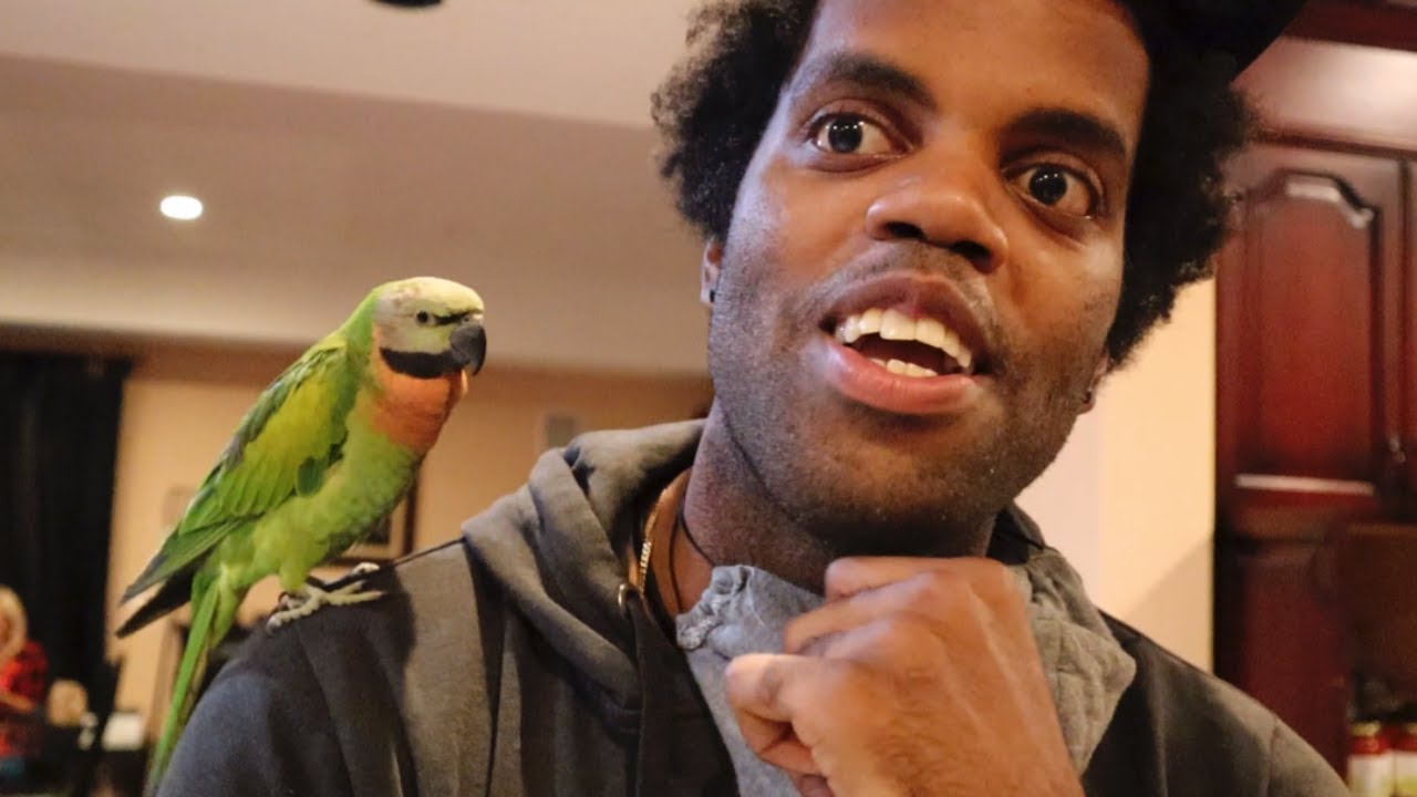 My Friend is in SHOCK As He Meets My 10 Parrots For The First Time!