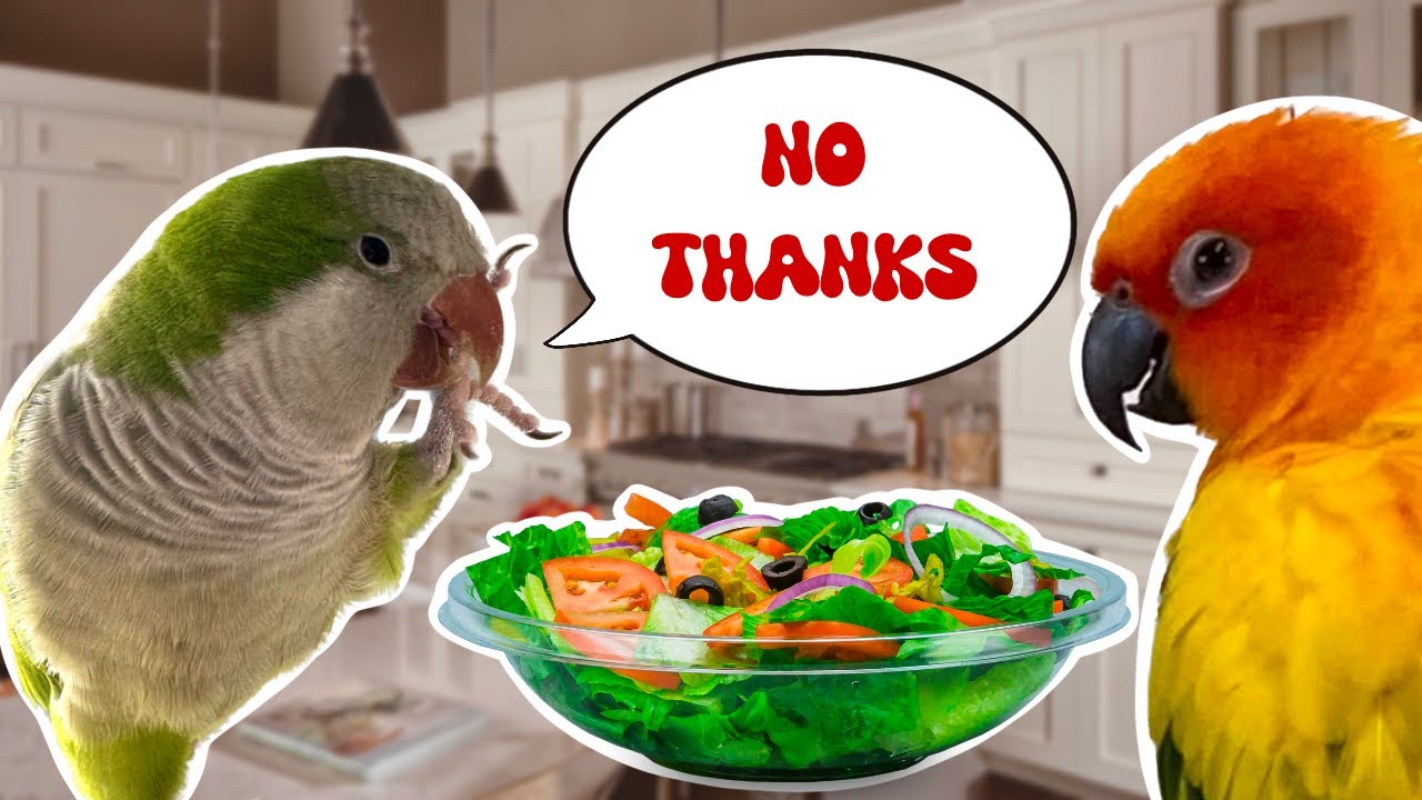 Help! My Bird Refuses to Eat Vegetables - Here's What You Can Do