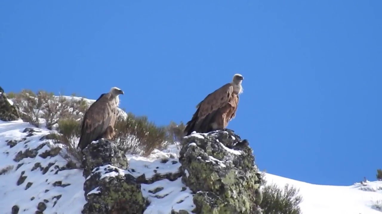Fauna Monta&ntilde;a de Ria&ntilde;o, invierno.