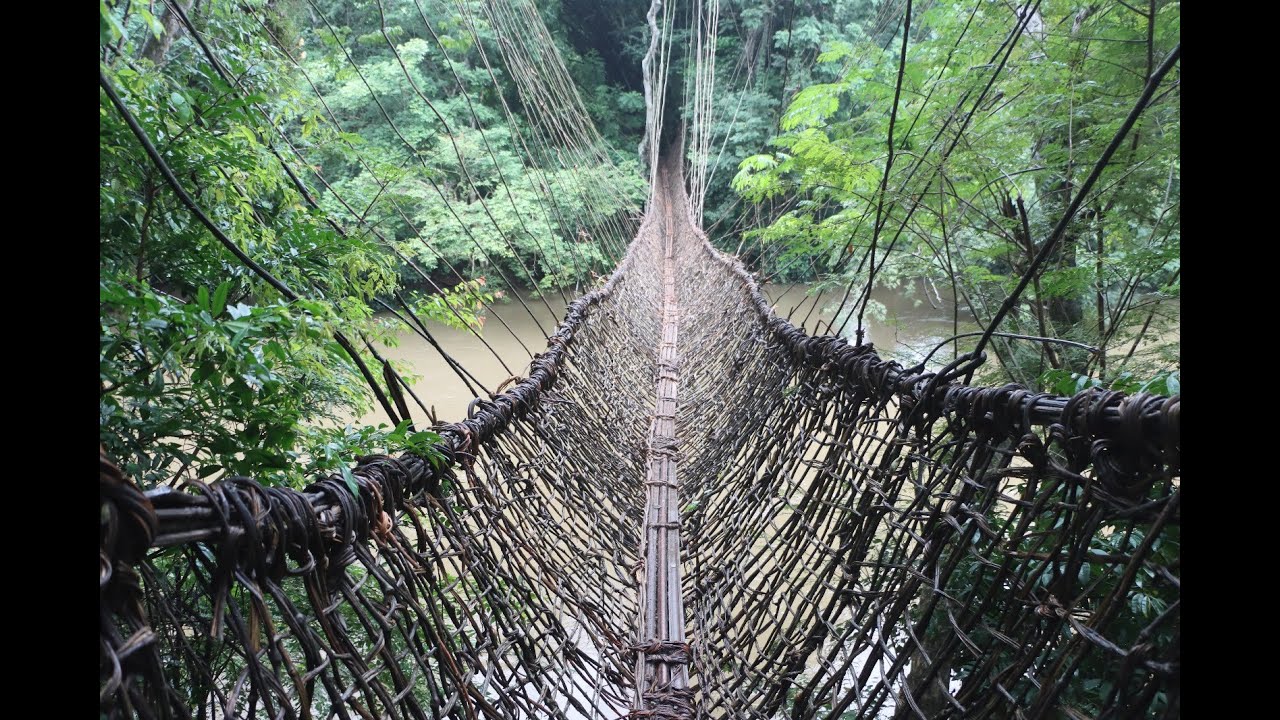 PONT DE LIANE DE KOULE MACENTA GUINEE FORESTIERE