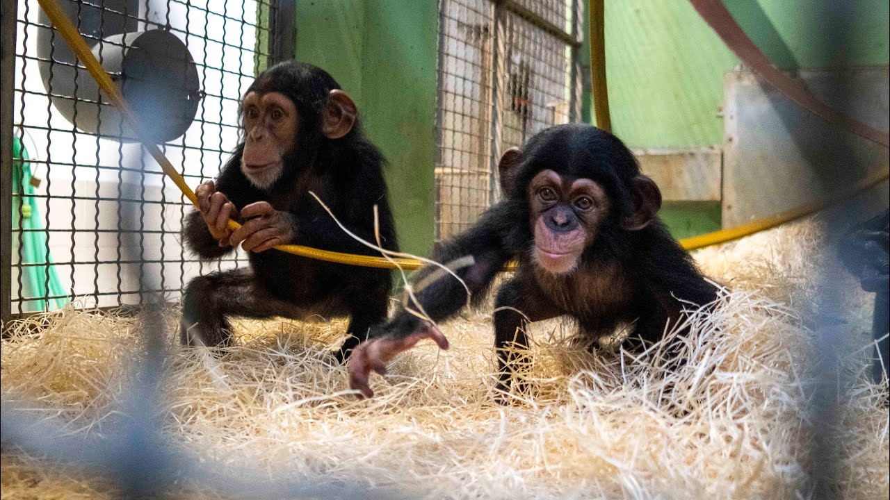 Conmovedores momentos de Ekon, chimpancé criado a mano en BIOPARC Valencia, con su hermana y su tía